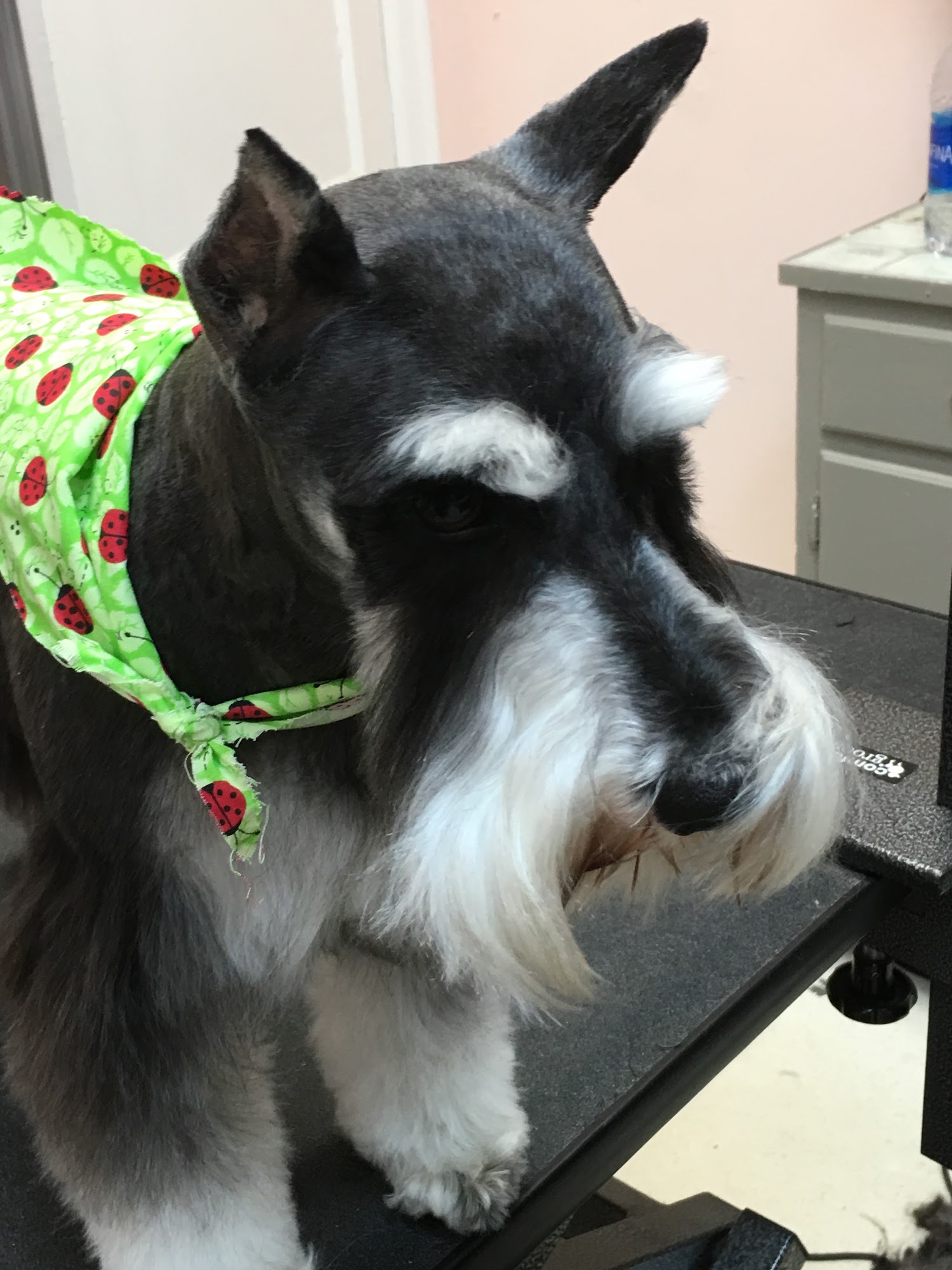 Haw Creek Pet Care Grooming Asheville
