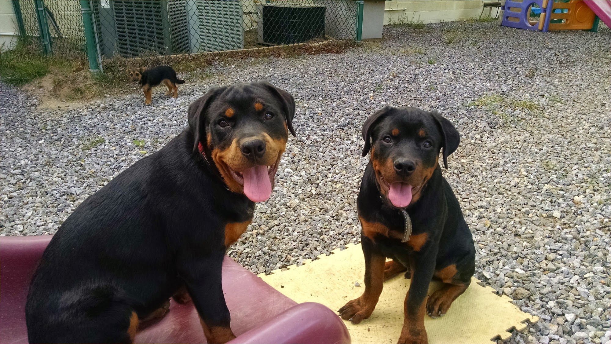 Pampered Pets Inn & Spa Asheville