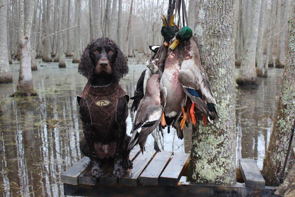 Tar River Retrievers Ayden