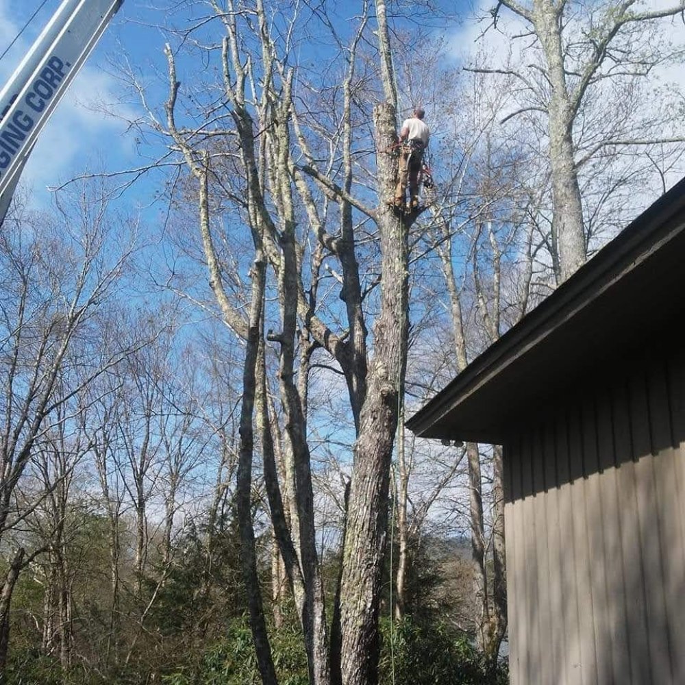 Appalachian Tree Specialist 1129 McKinney Cove Rd, Bakersville North Carolina 28705