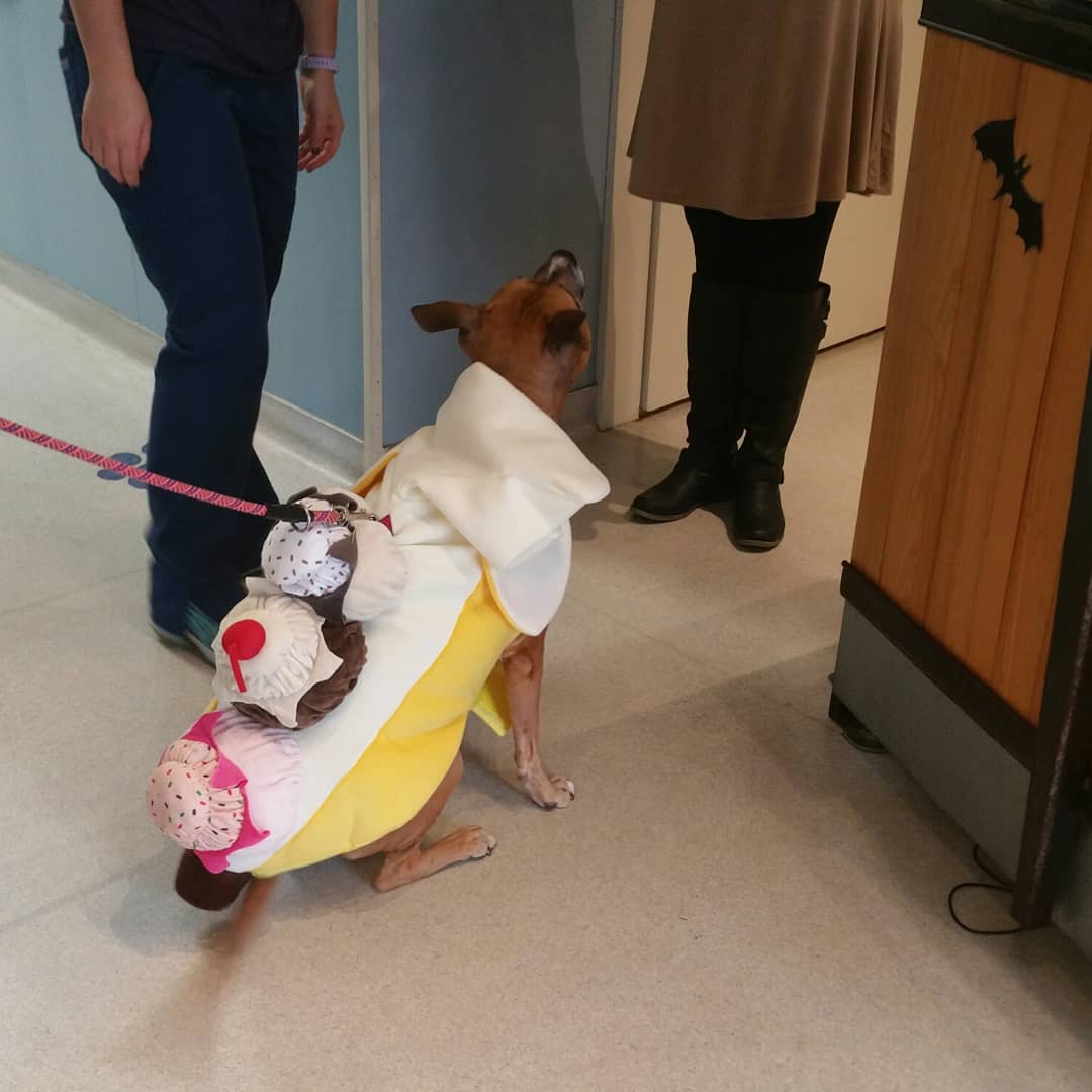 Blue Ridge Animal Hospital Inc: Wagener, Al V.M.D. Black Mountain