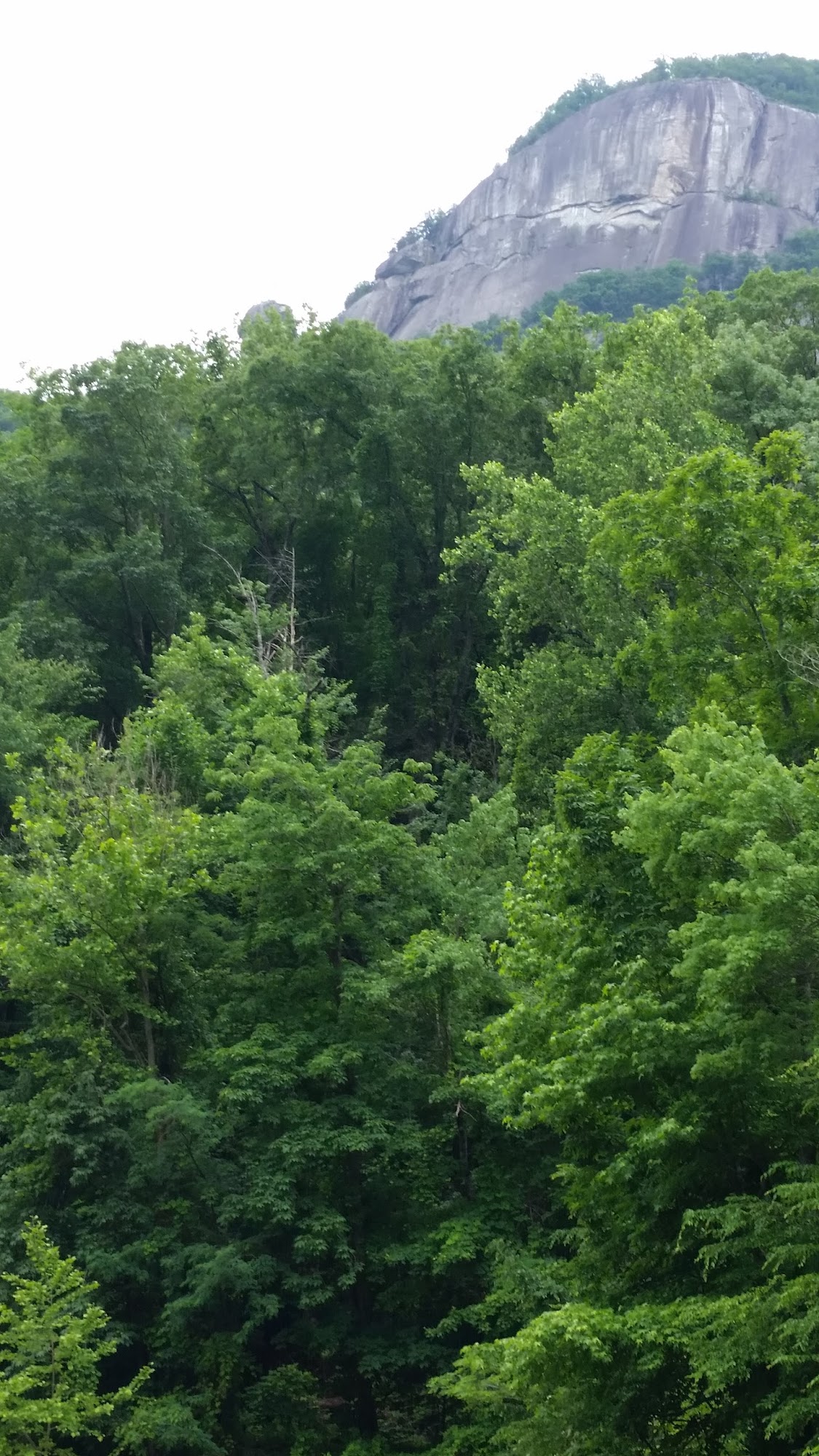 Hickory Nut Builders Inc