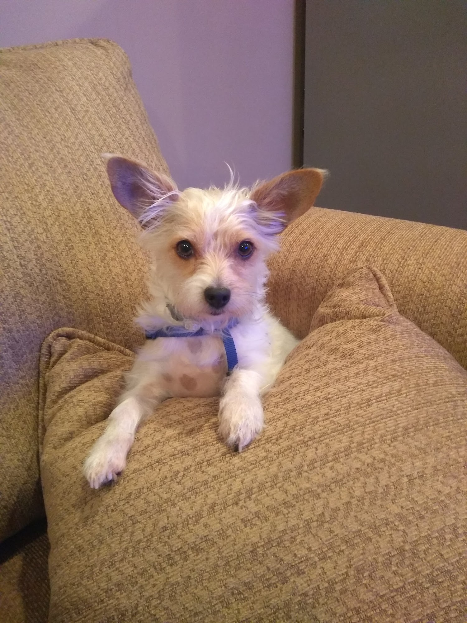 Huggie Bear's Pet Grooming Services Carolina Beach