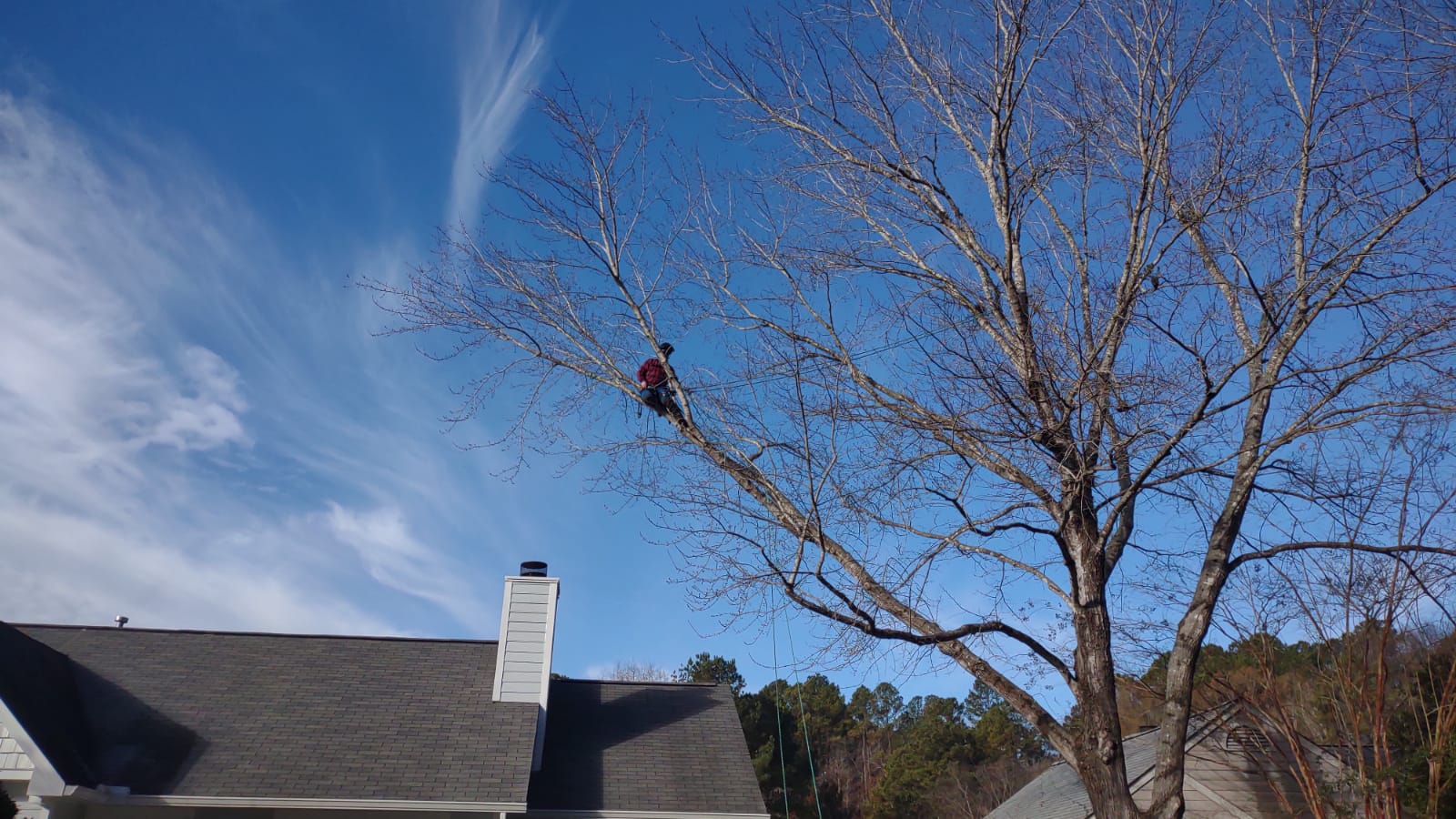 Wright Brothers' Tree Service