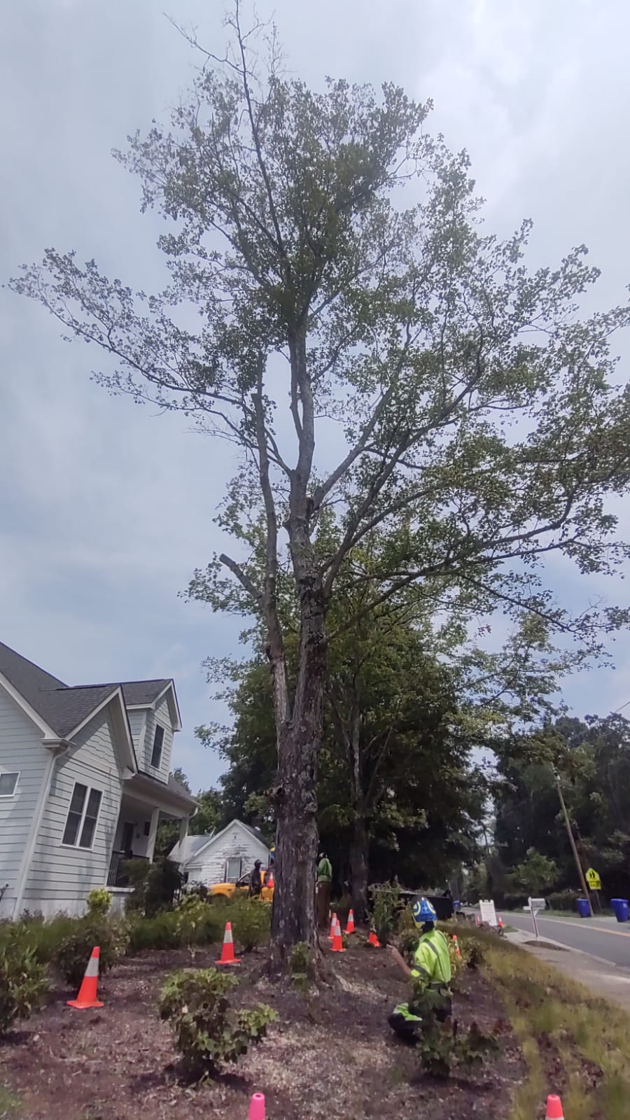 Wright Brothers' Tree Service 111 Goldston Ave, Carrboro North Carolina 27510