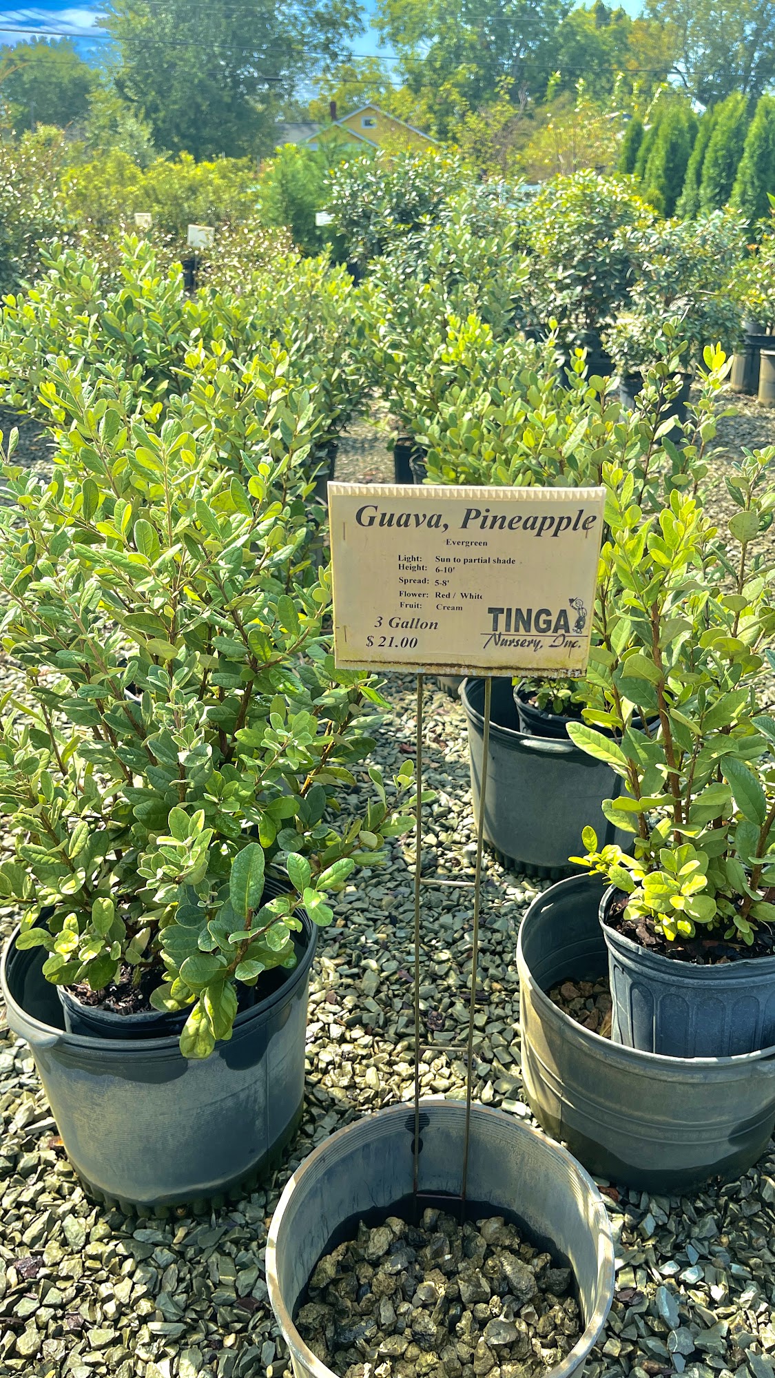 Tinga Nursery Inc 2918 Castle Hayne Rd, Castle Hayne North Carolina 28429