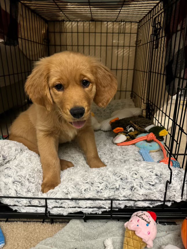 New Hope Dog Training Center Chapel Hill