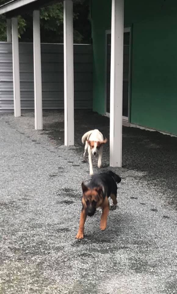 Doggie Spa & Day Care Chapel Hill