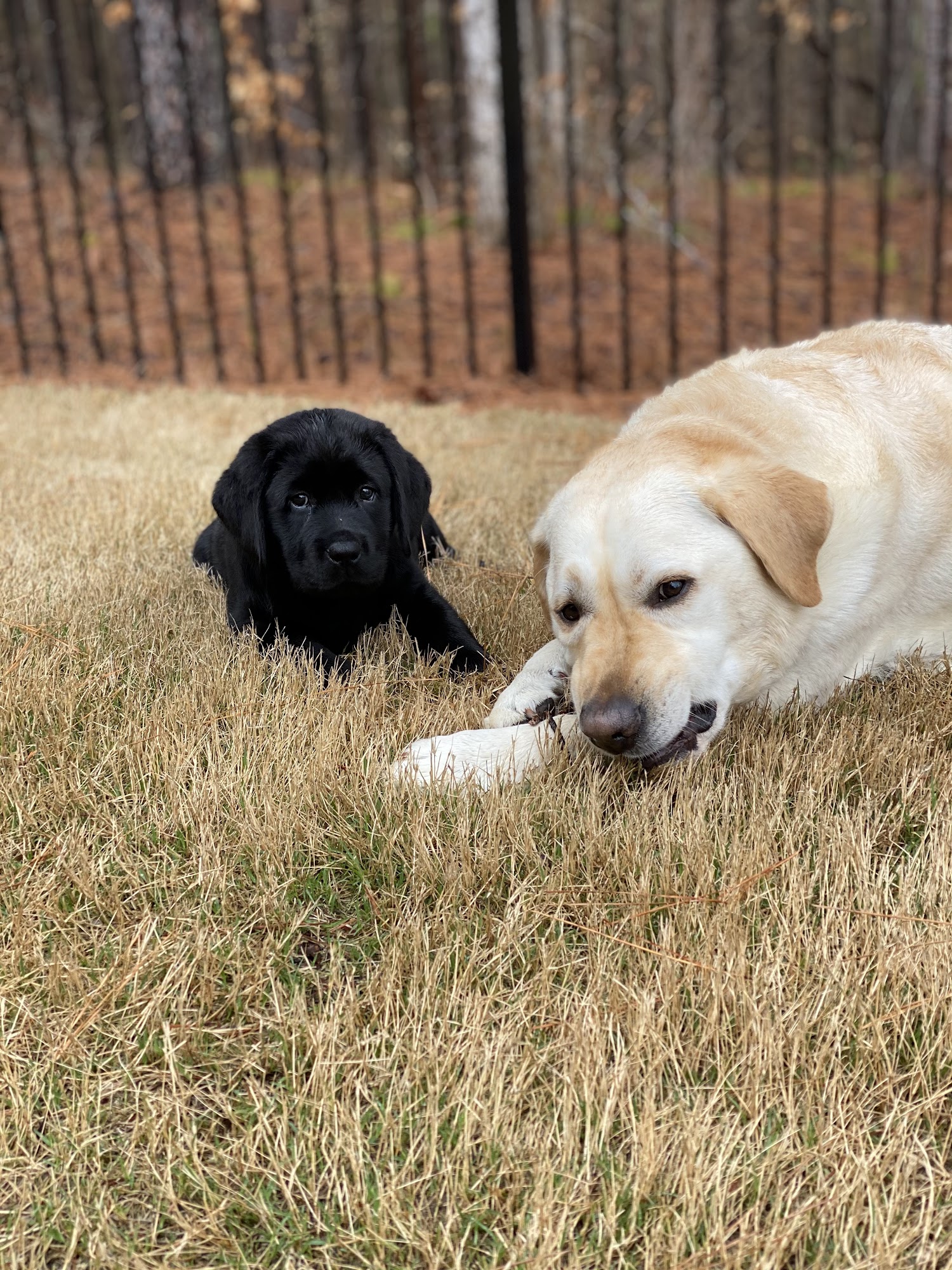 Independence Veterinary Clinic