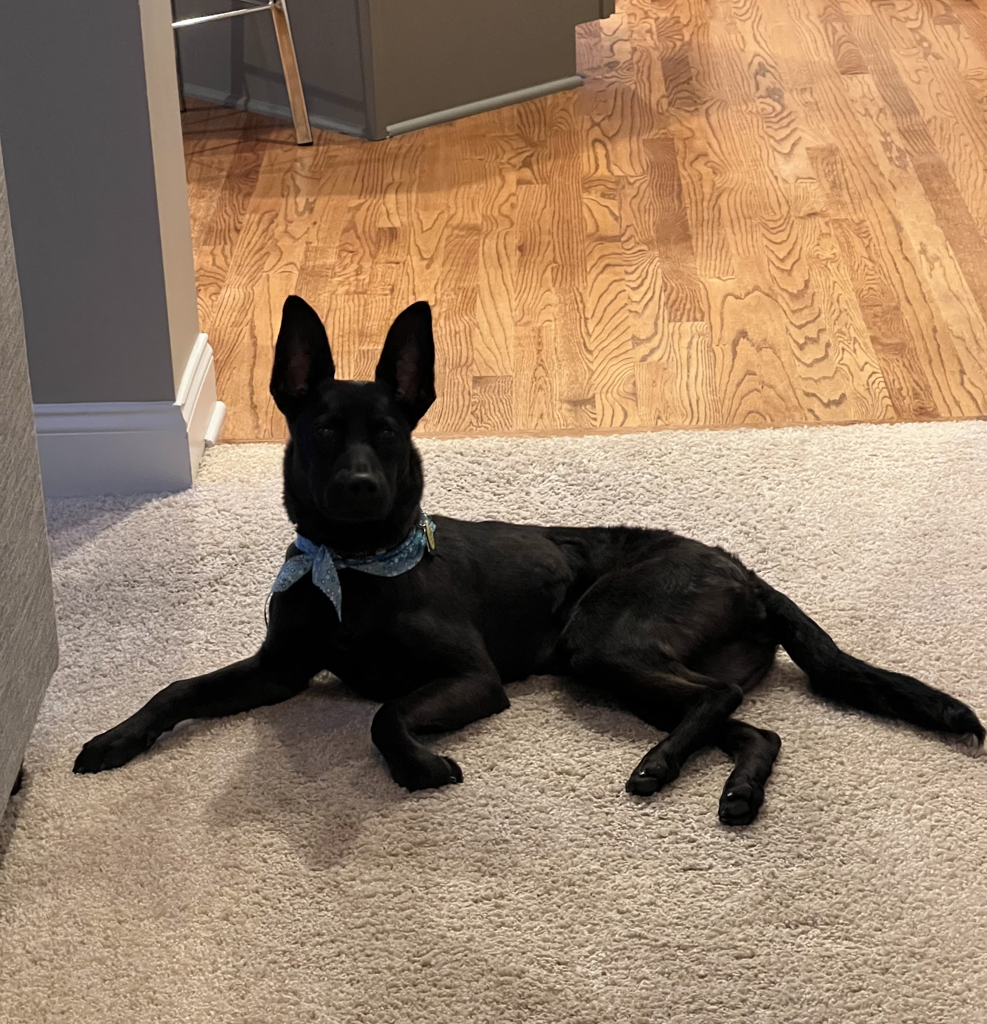 Pampered Paws at The Fountains Charlotte