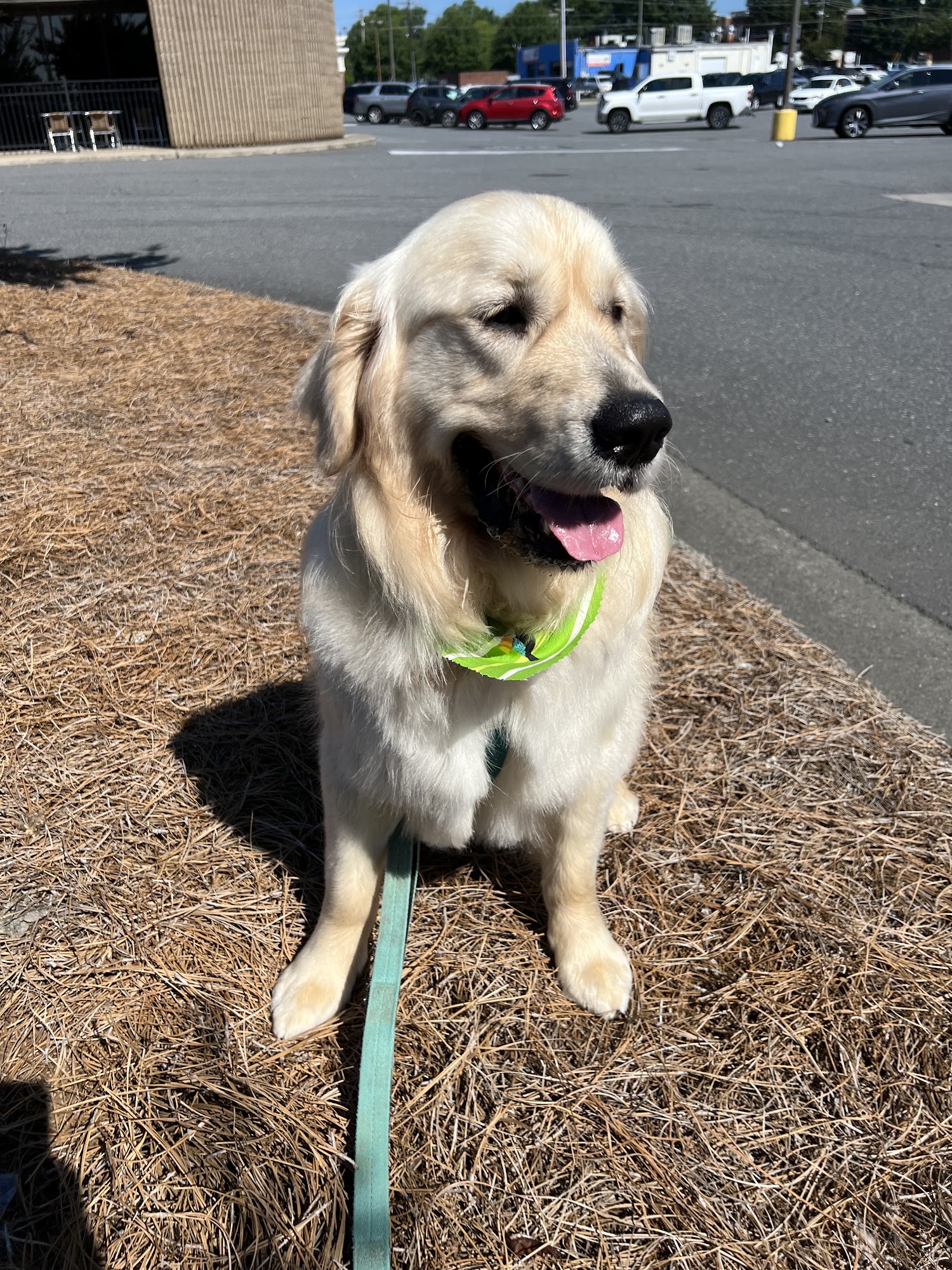 Animal Artistry Charlotte