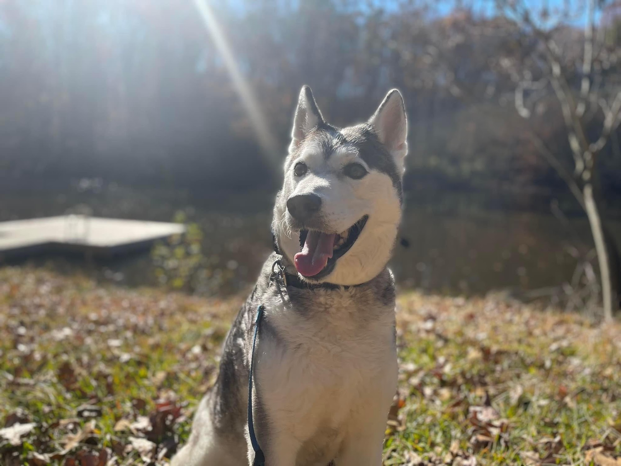 The Dog Wizard Charlotte Charlotte