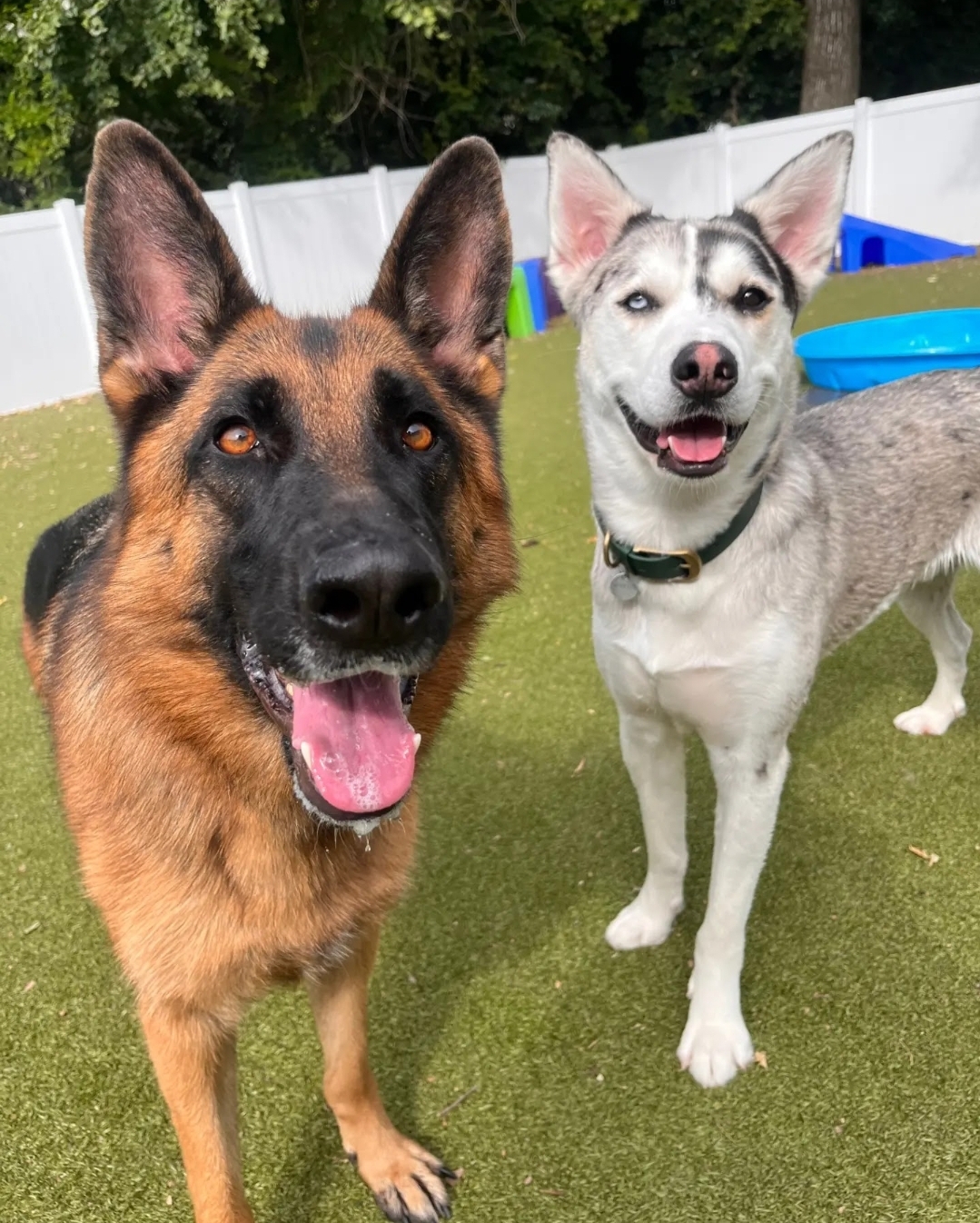 One Lucky Pup Charlotte