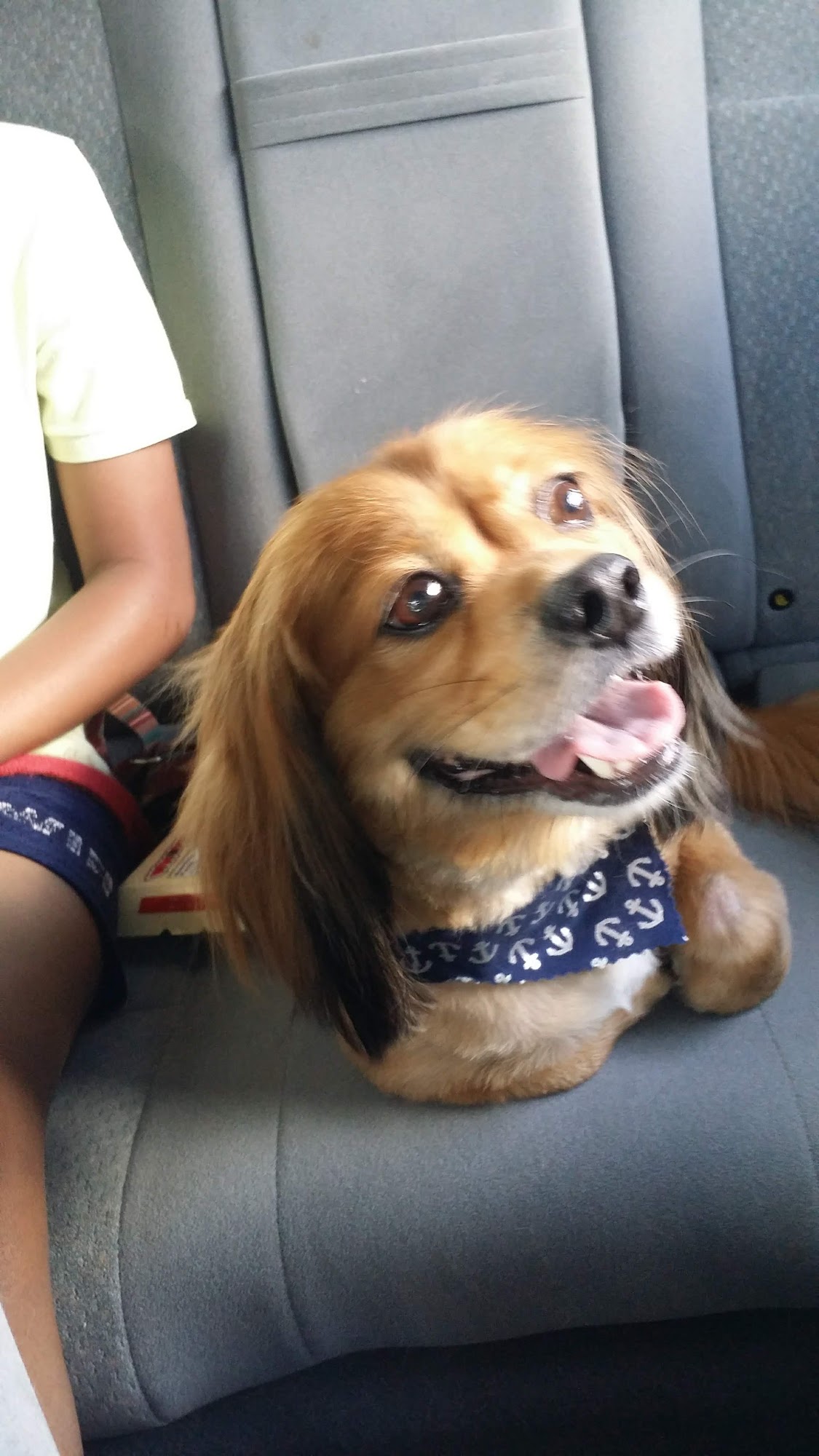 Granbar Kennels Pet Resort Charlotte