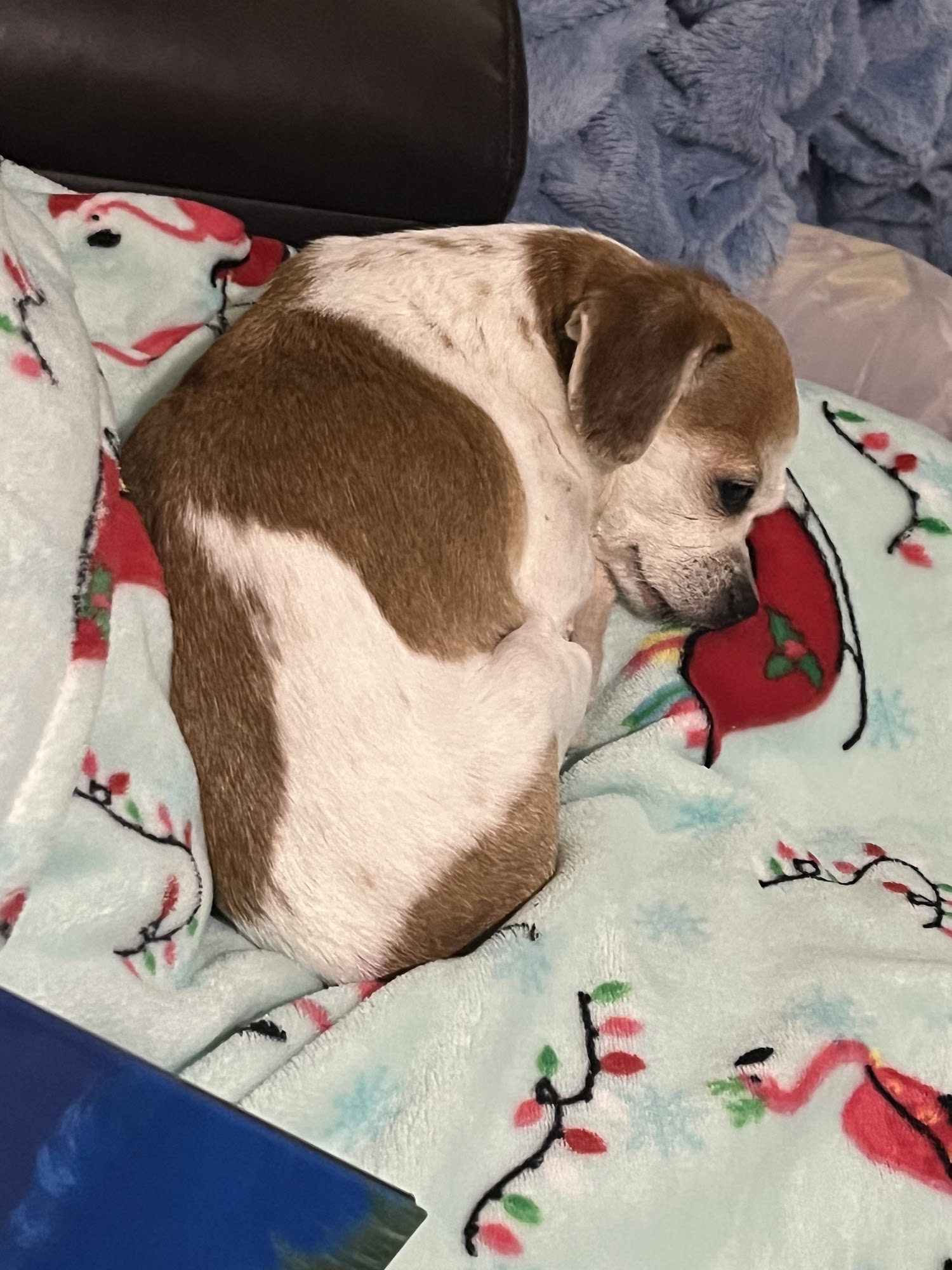 Mallard Creek Animal Hospital Charlotte