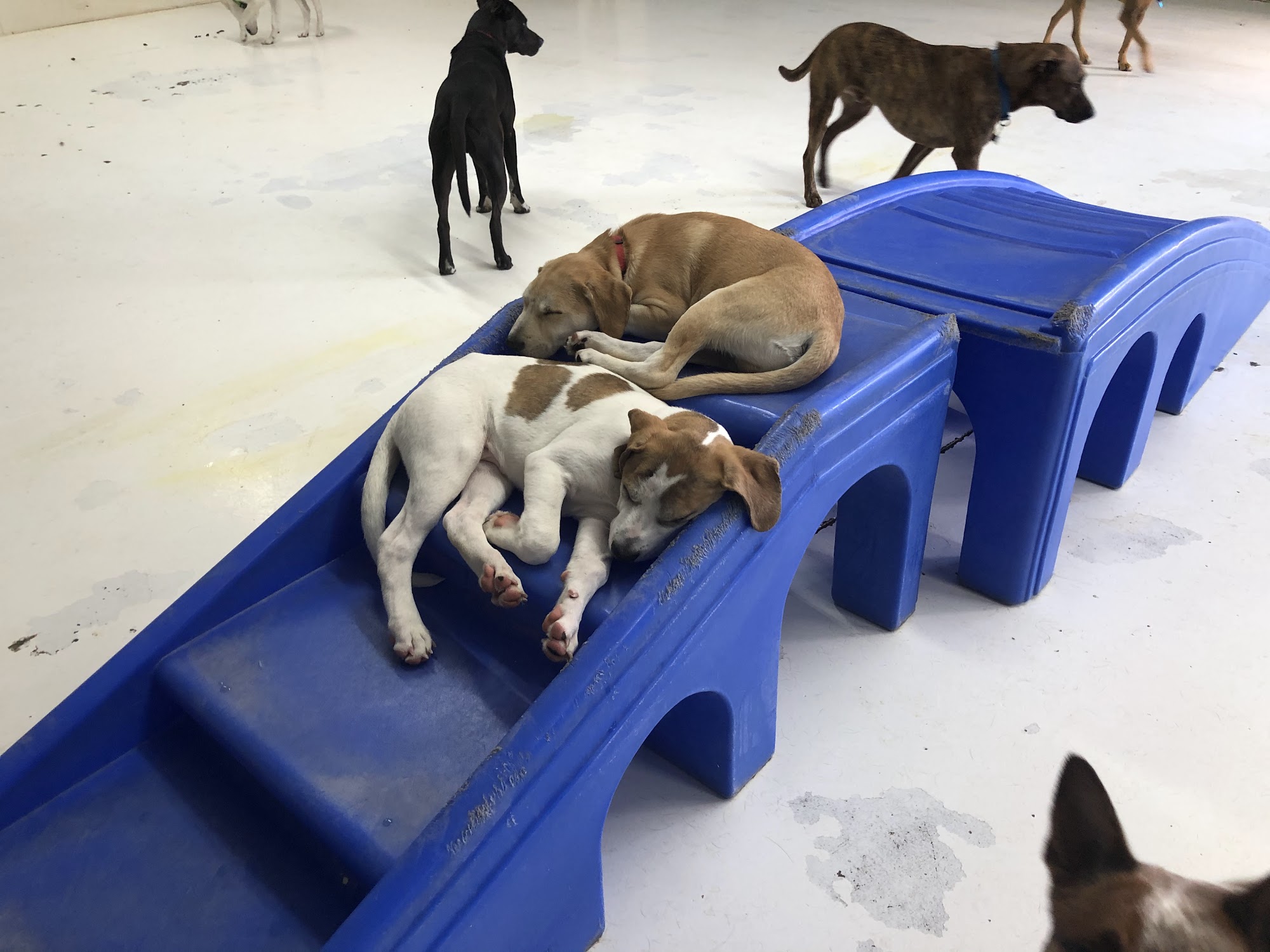 Lucky Paws Daycare & Boarding Clayton