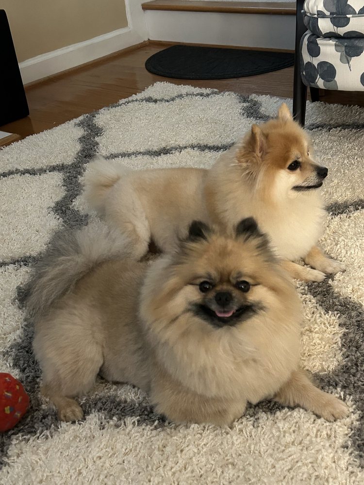 Happy Tails Pet Grooming Clayton