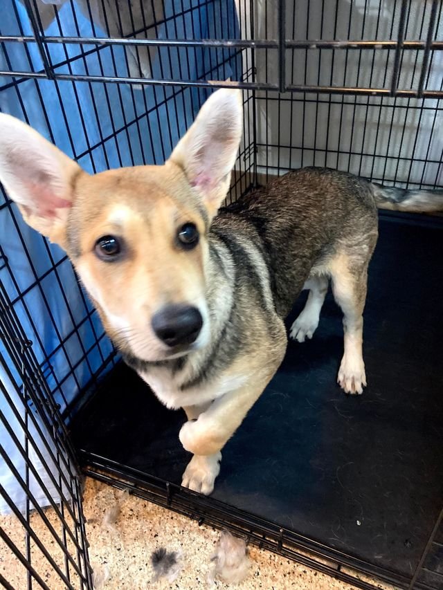 Roxie Daizy Pet Salon Clayton