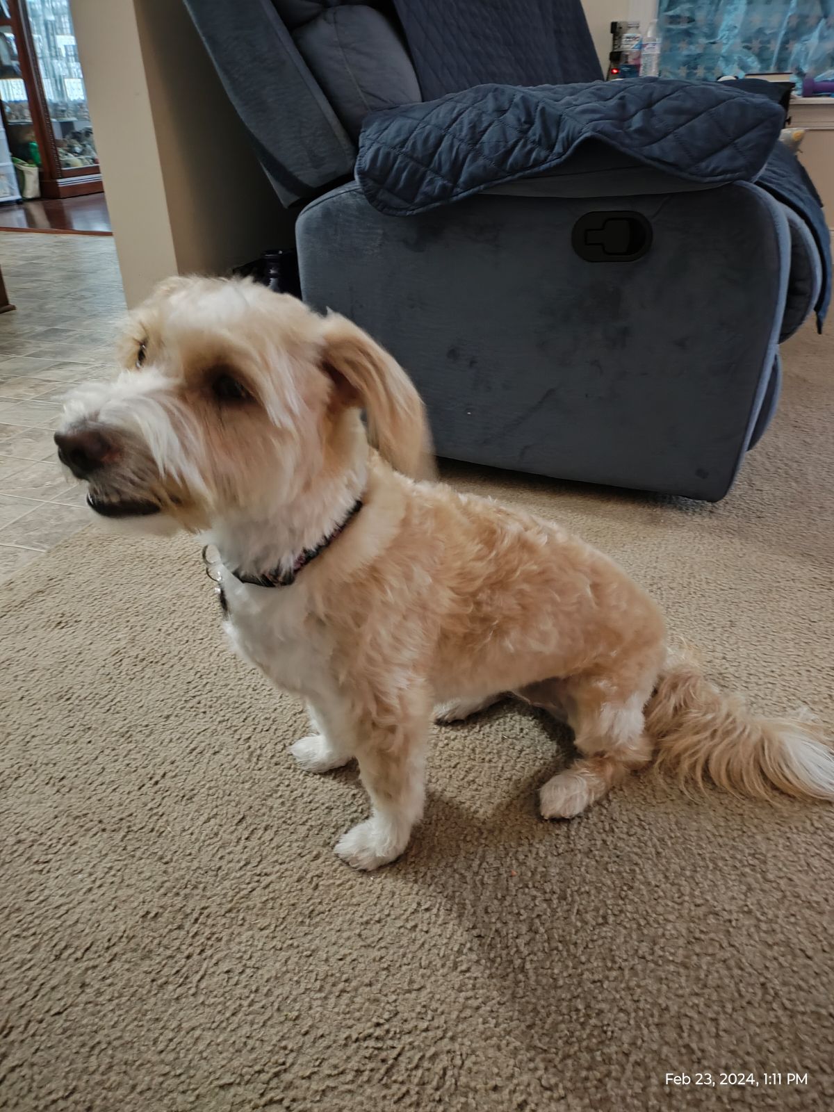 In Style Grooming Clayton