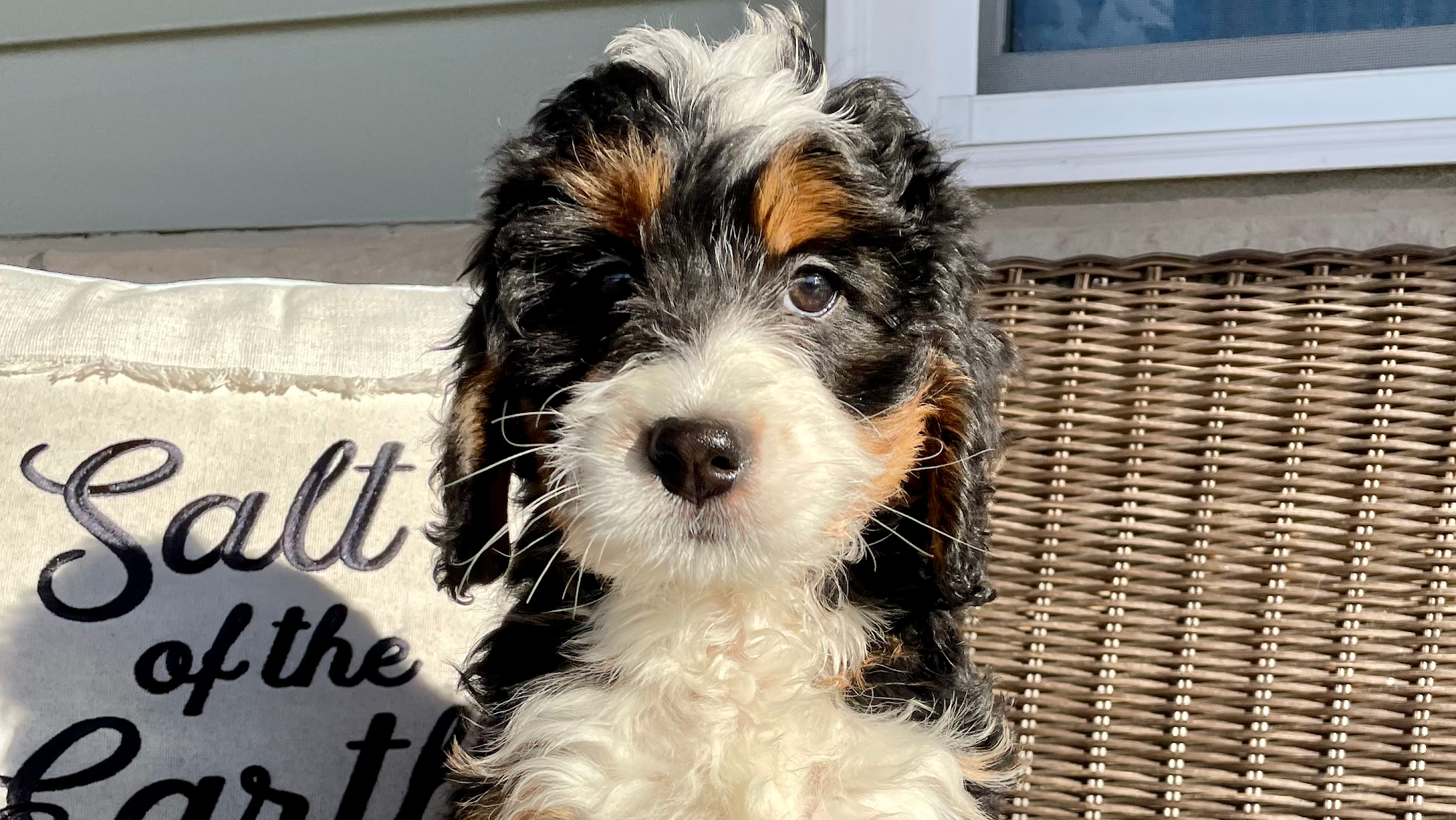 Charlotte Dog Club Cleveland