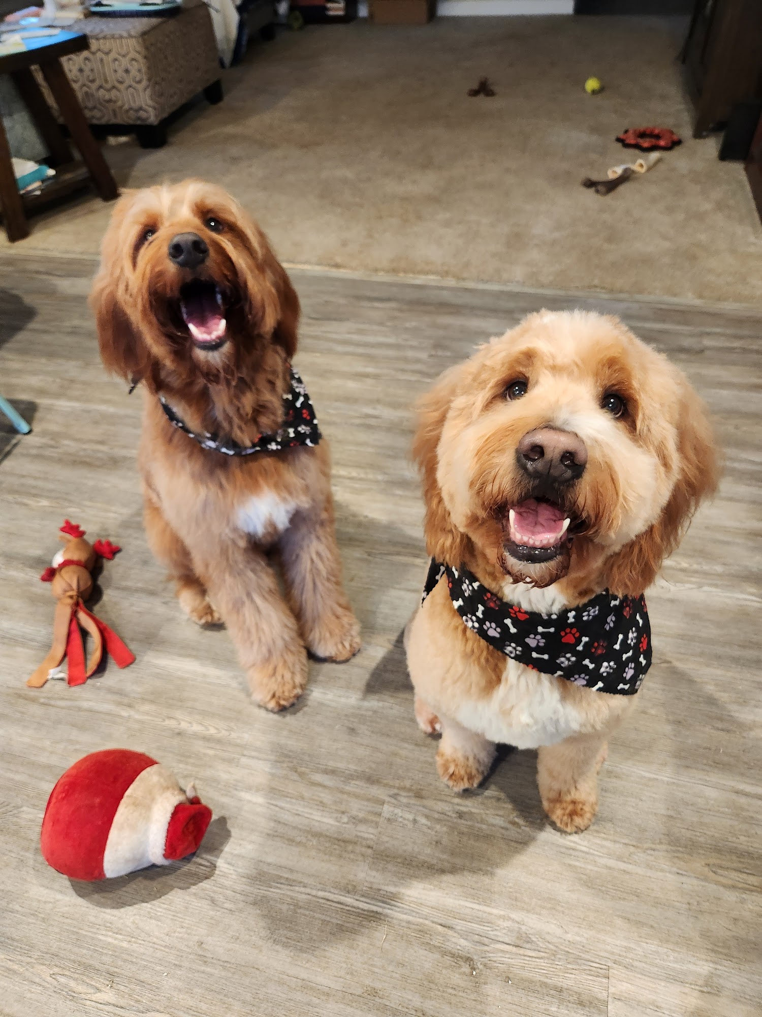 Barks & Bubbles Salon & Spa Concord