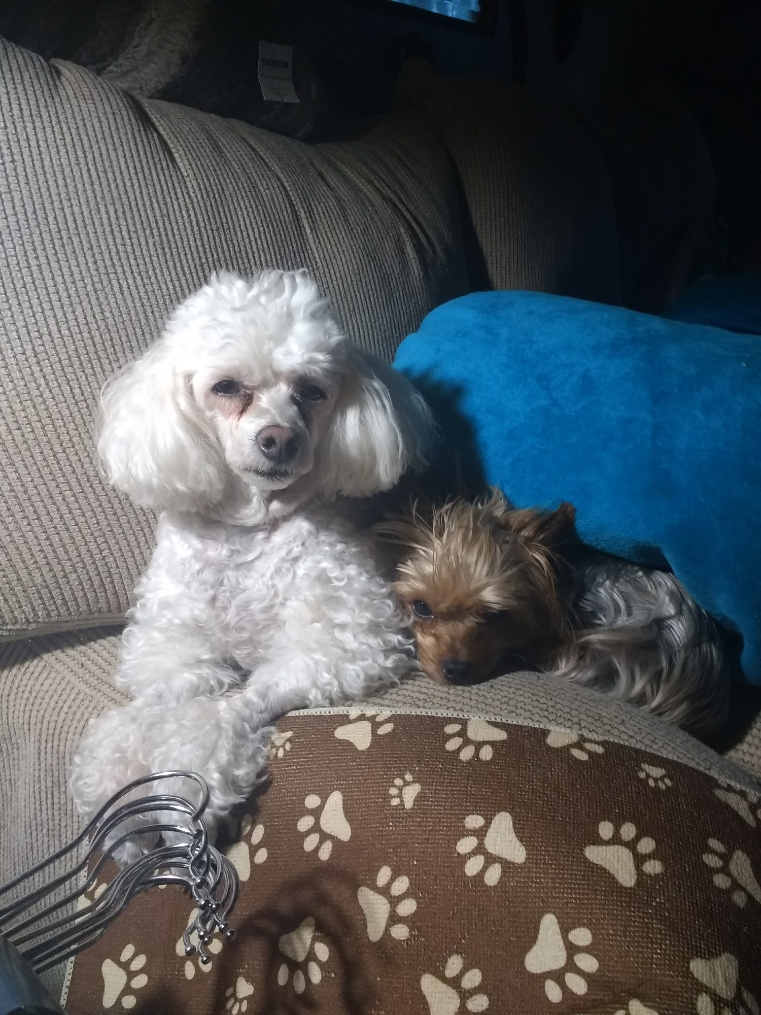 Sunnybrook Boarding & Grooming Concord