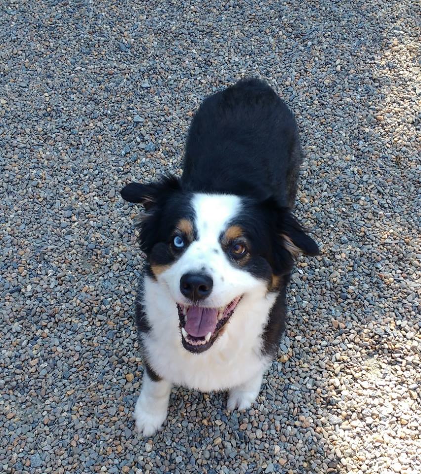 PURRfect Paws Cornelius