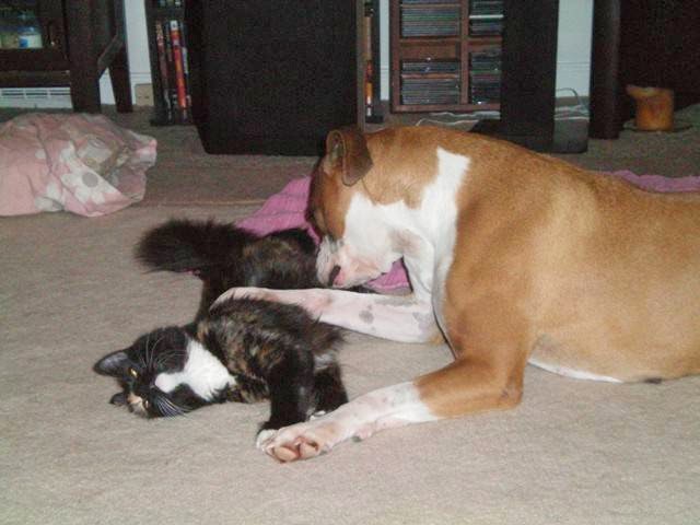 Dog Academy of NC, LLC Durham