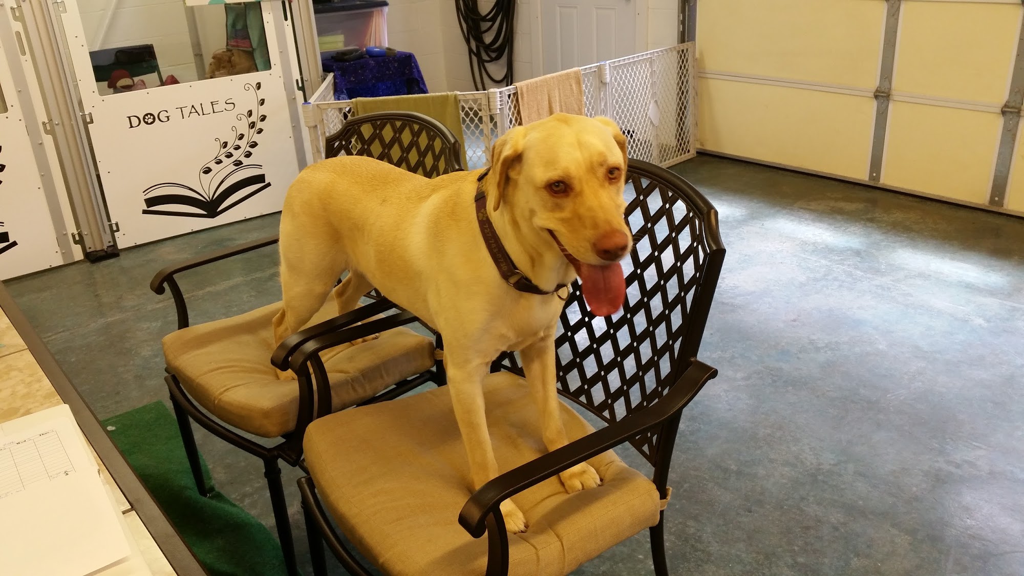 Dog Tales Day Camp and Boarding Durham