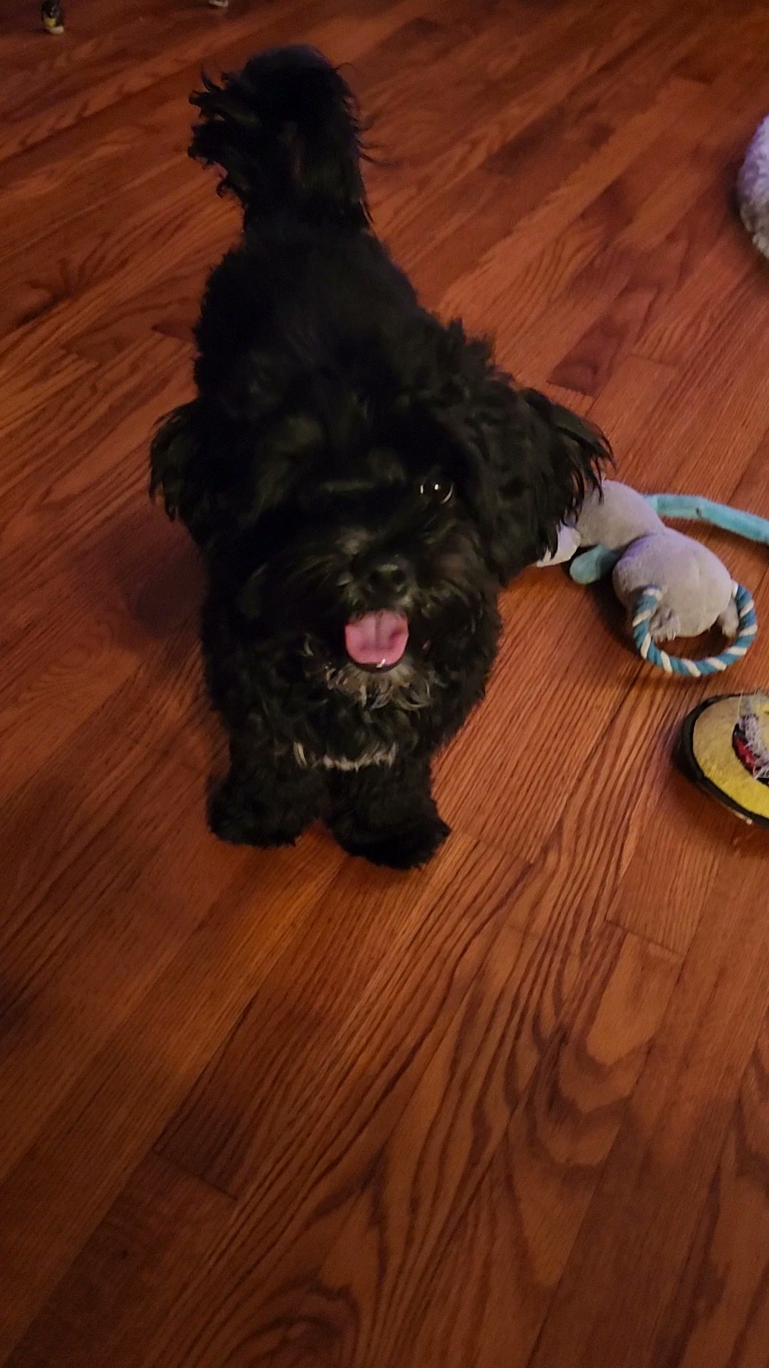 Animal Artistry Garner