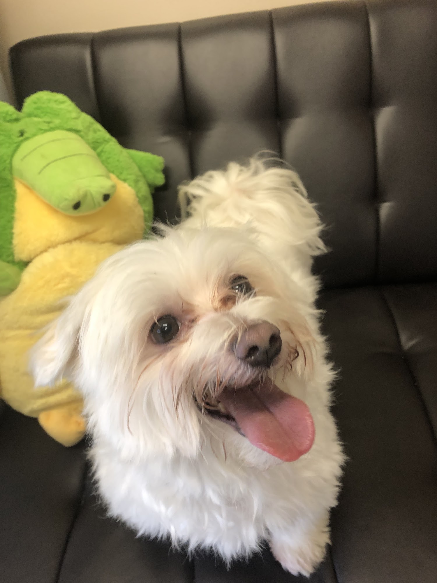 Bone Voyage Pet Resort Garner