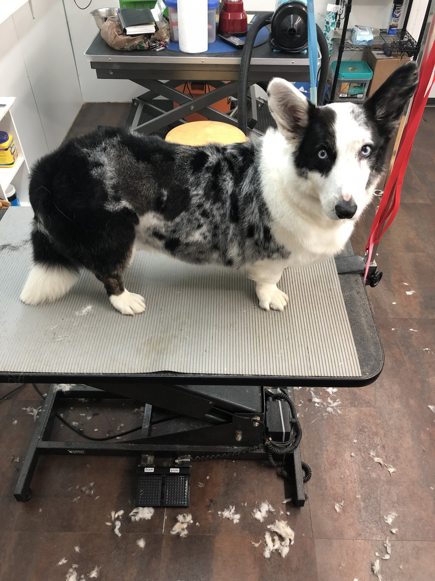 Vickie's Pampered Pet Greensboro