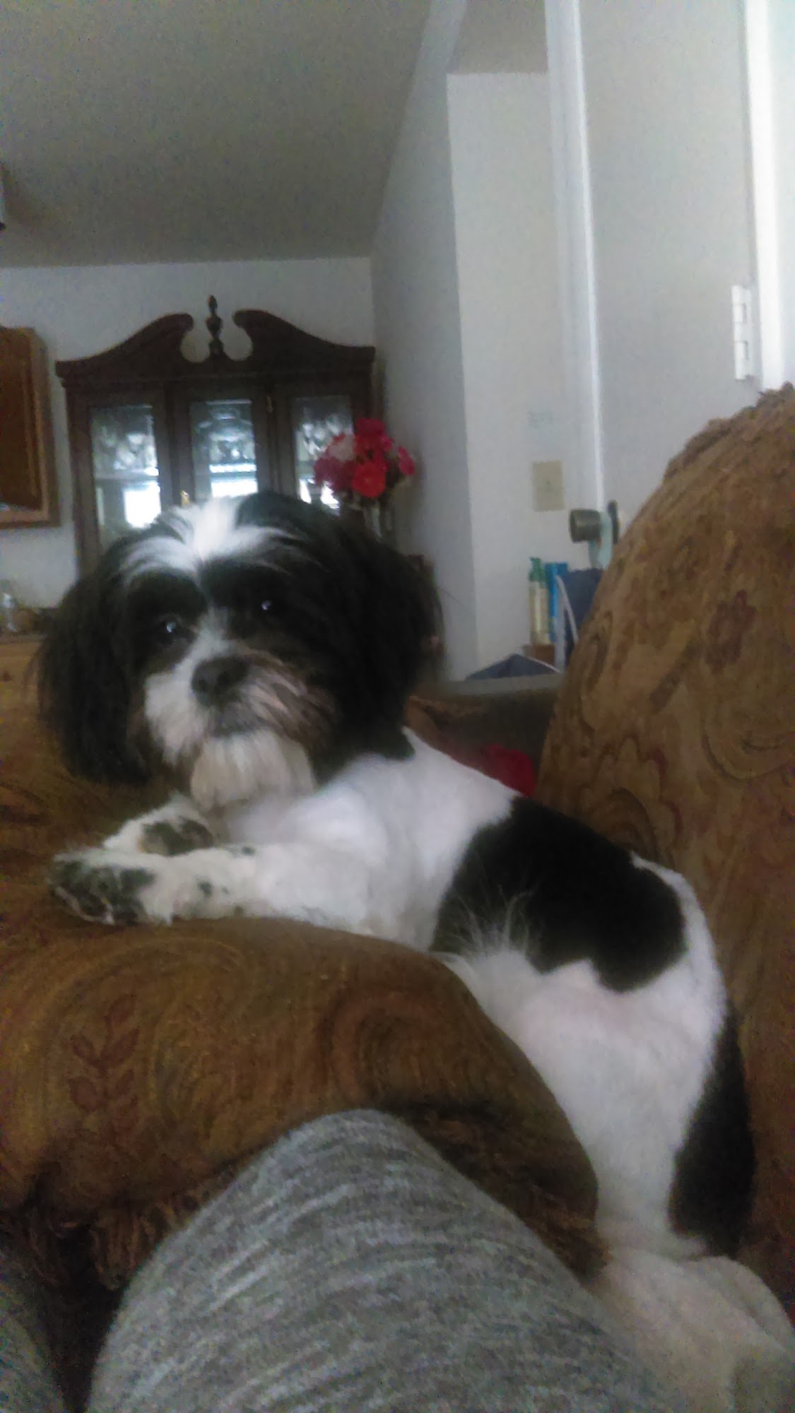 Pets-U-Love Inc Greensboro