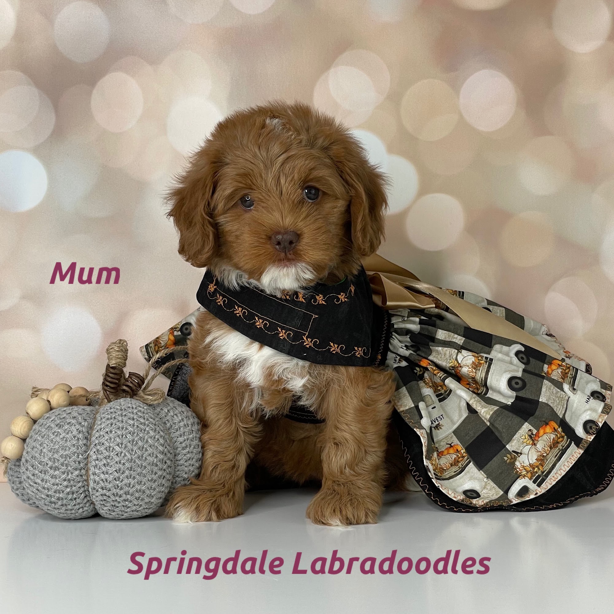 Springdale Labradoodles Greensboro