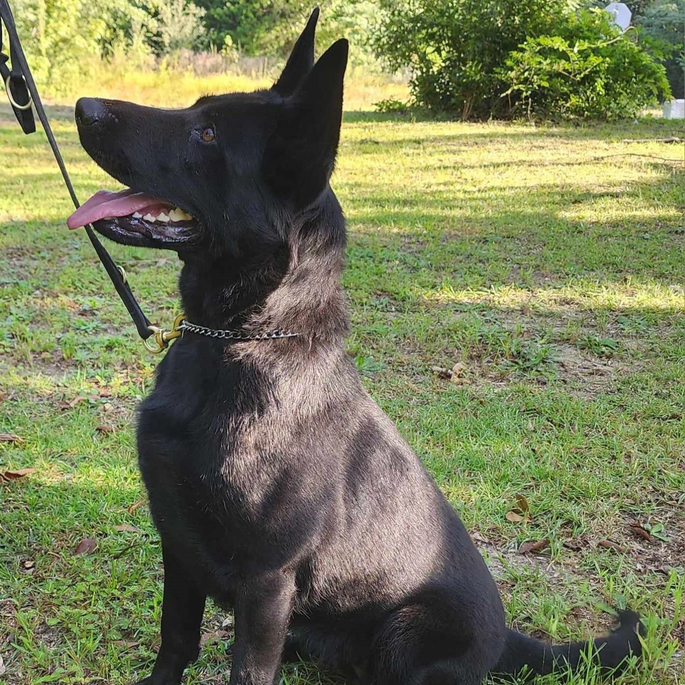 Bullocks k9 kennels and training Greenville