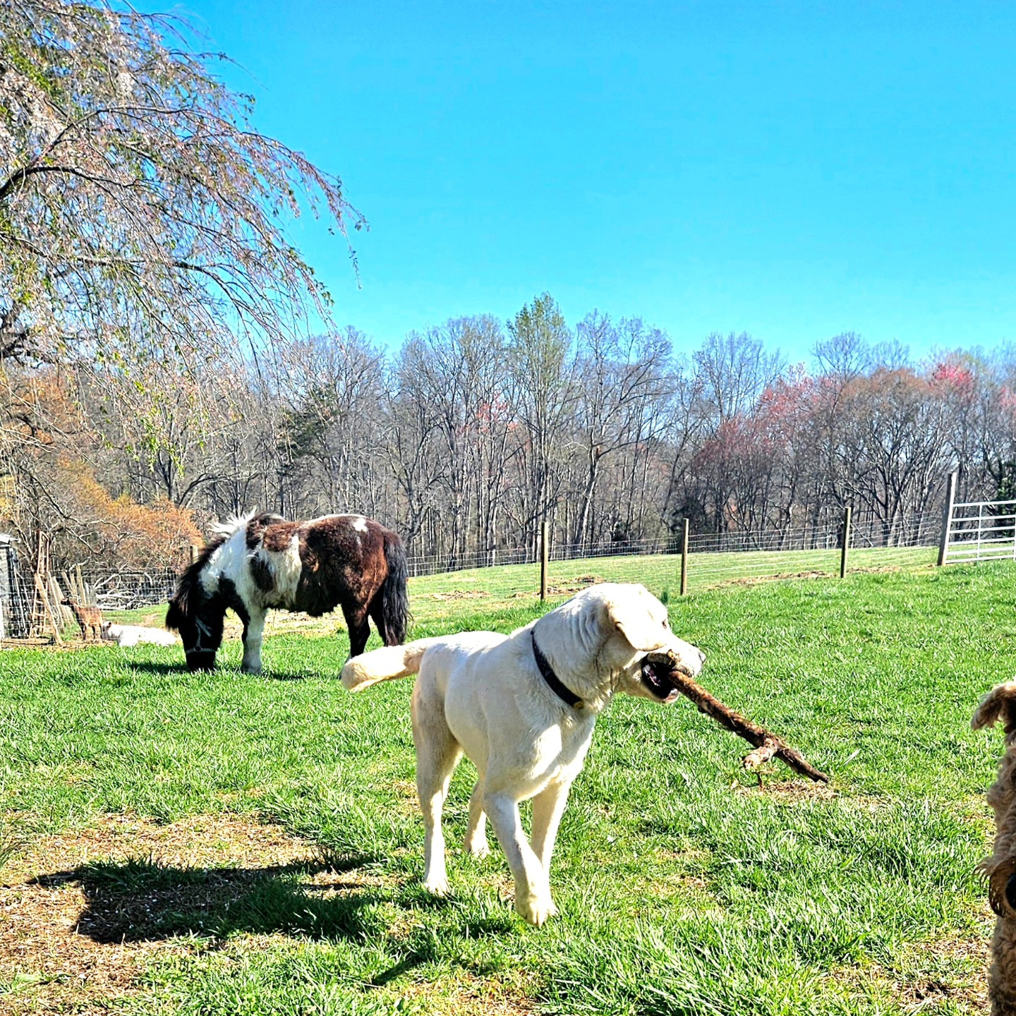 Highland Canine Training, LLC 145 Foxfield Dr, Harmony North Carolina 28634
