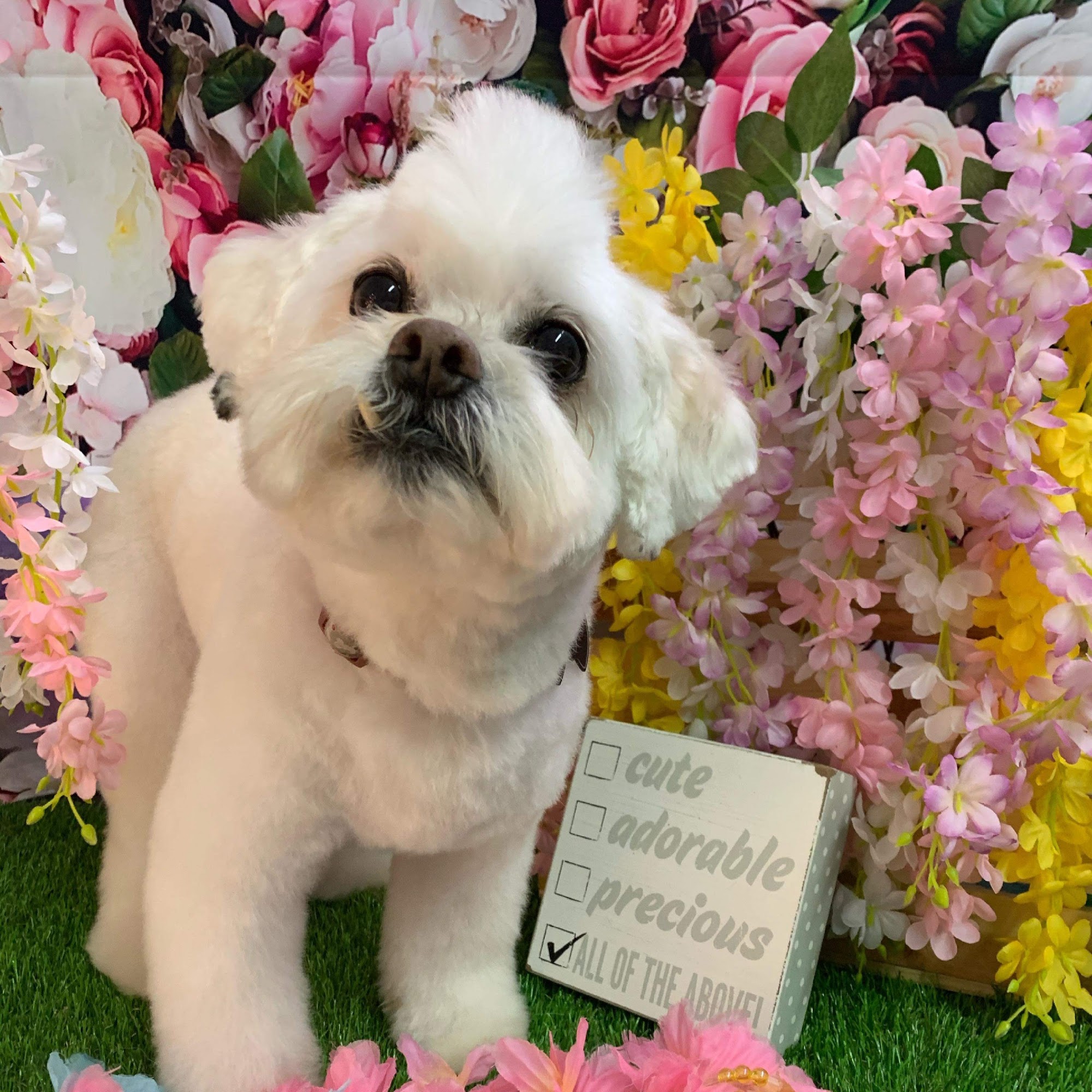 Bark Side Pet Grooming Hickory