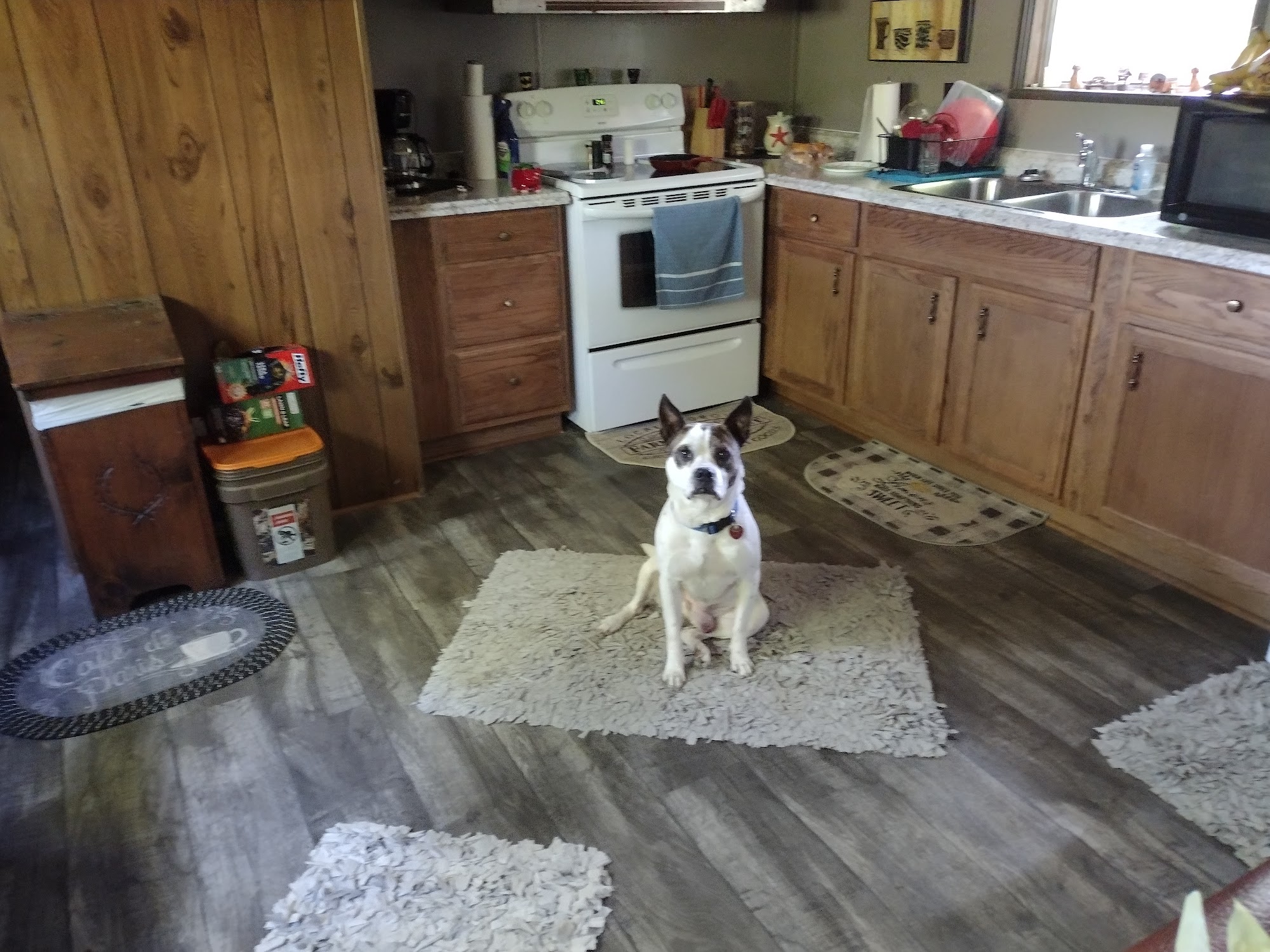 Diggs For Dogs Boarding Kennel High Point