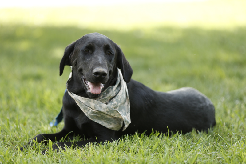 Carolina Air Canine LLC High Point