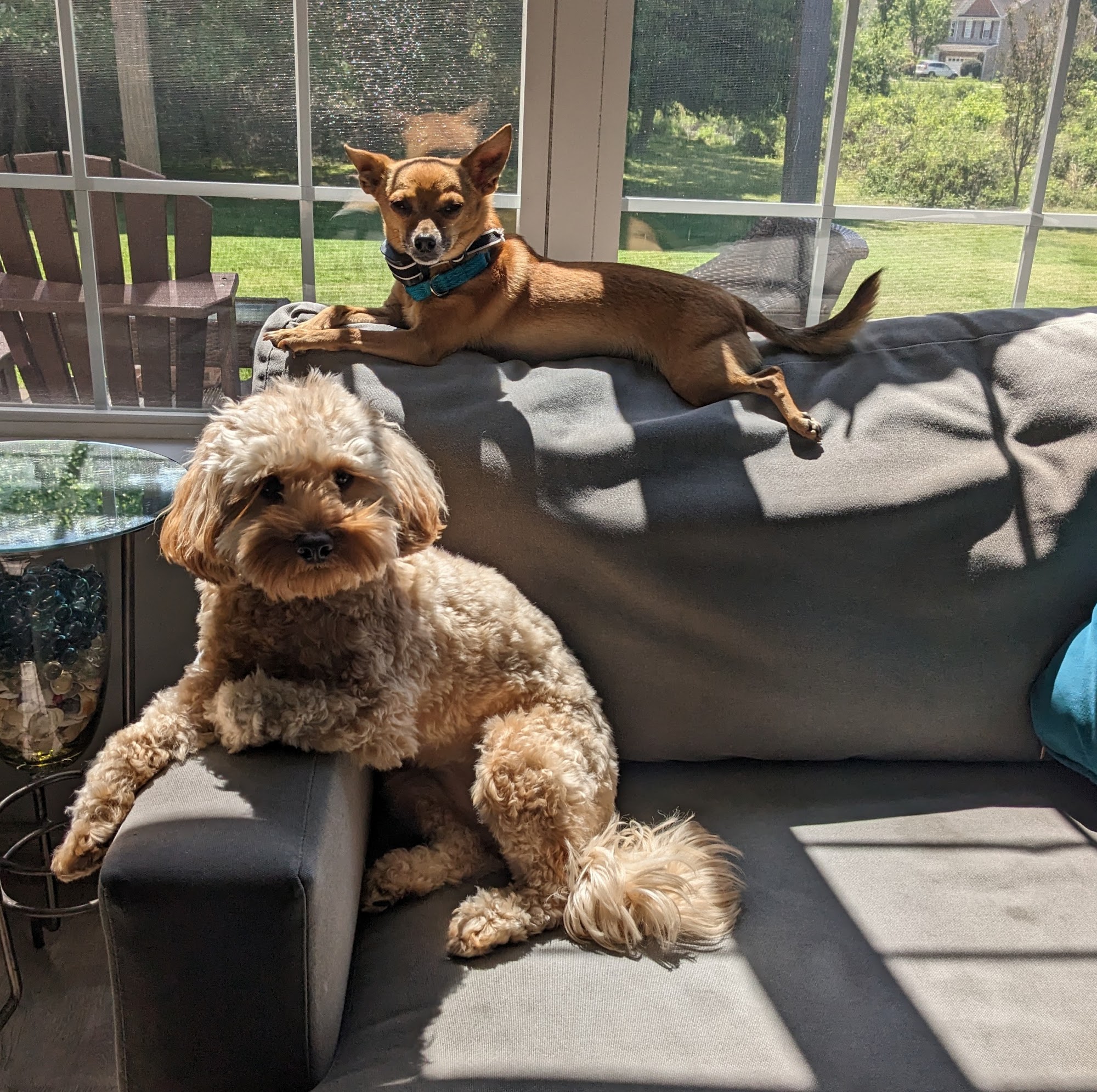 Hot Dogs Grooming & Day Spa Holly Springs