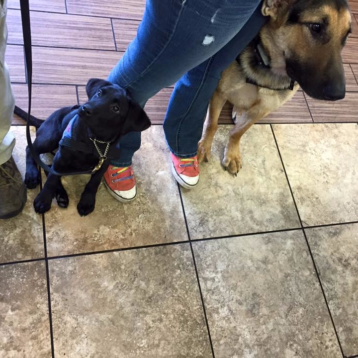 Unleashed Dog Training Hubert