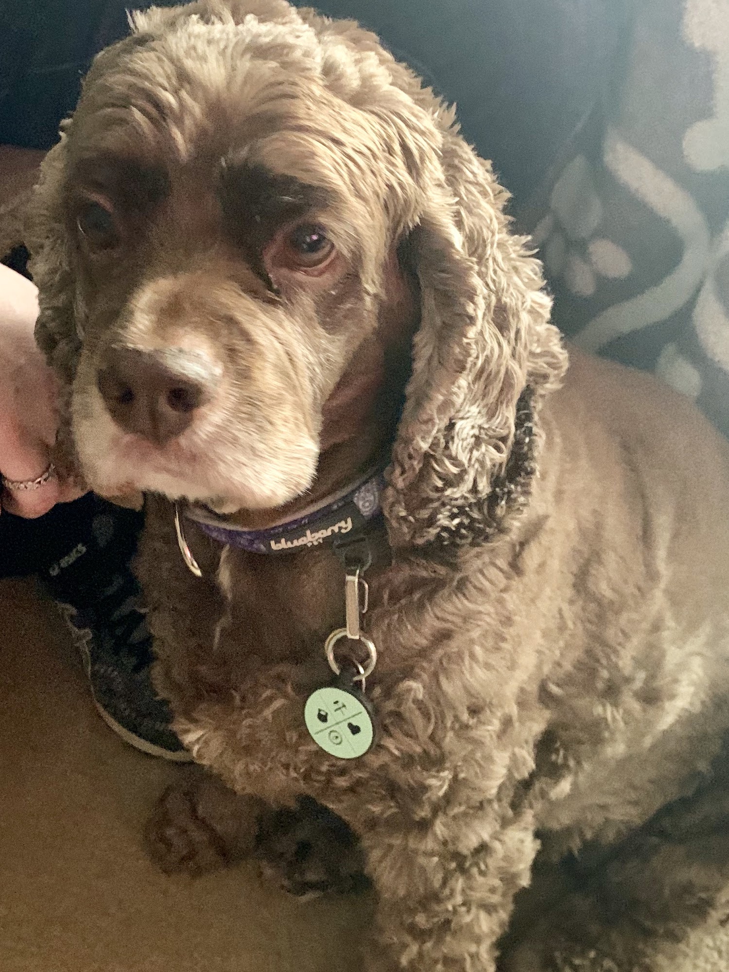 Canine Kisses Pet Groom Kings Mountain