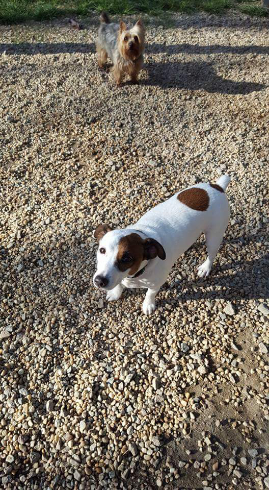 Animal House Grooming And Doggie Daycare Louisburg