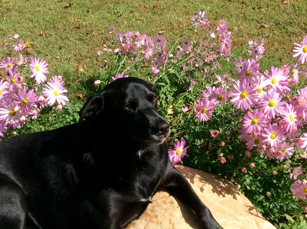 Tiffany's Pet Salon Mint Hill