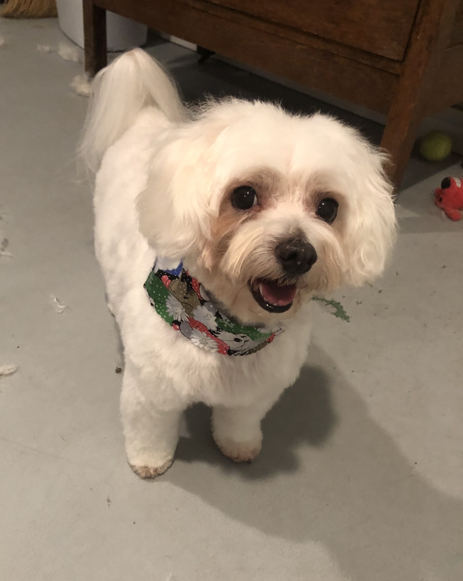 The Speckled Pup Grooming Parlor