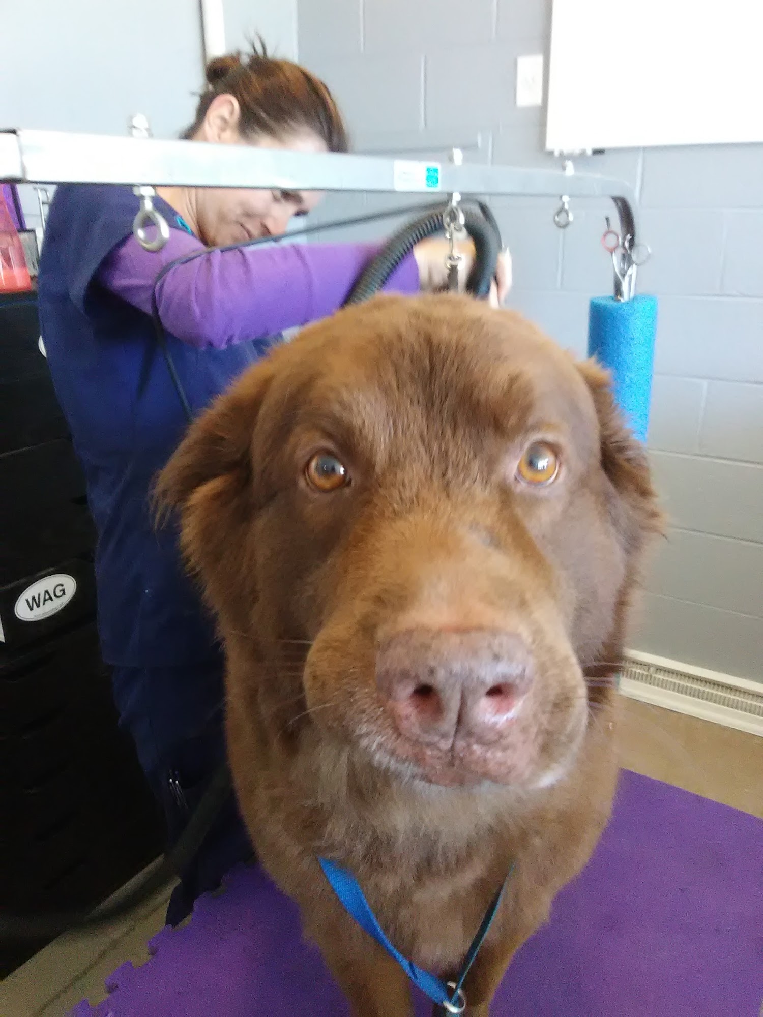 WoofworX Thomasville