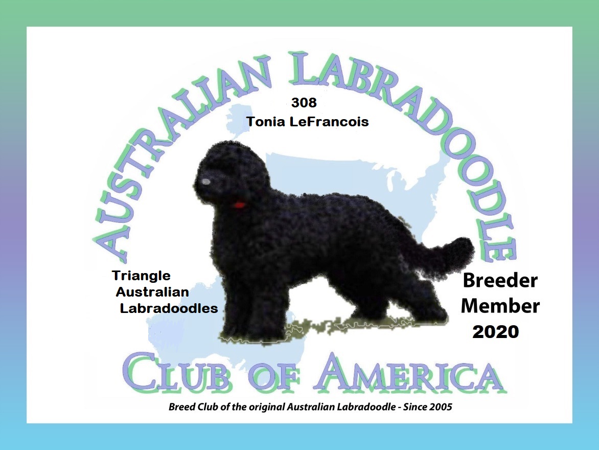 Triangle Labradoodles Wake Forest