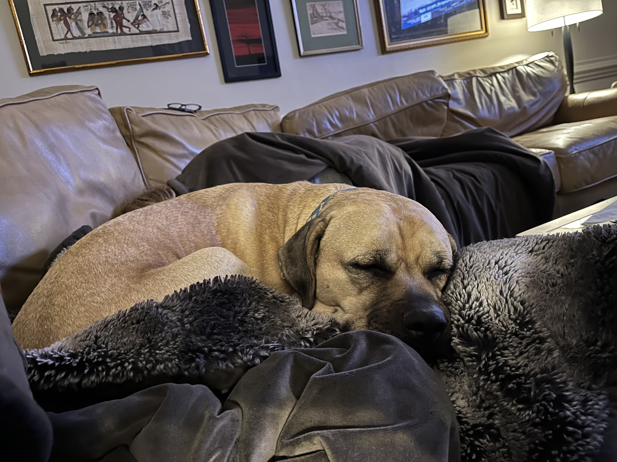 Buzzy's Bark-N-Run Dog Camp Wake Forest