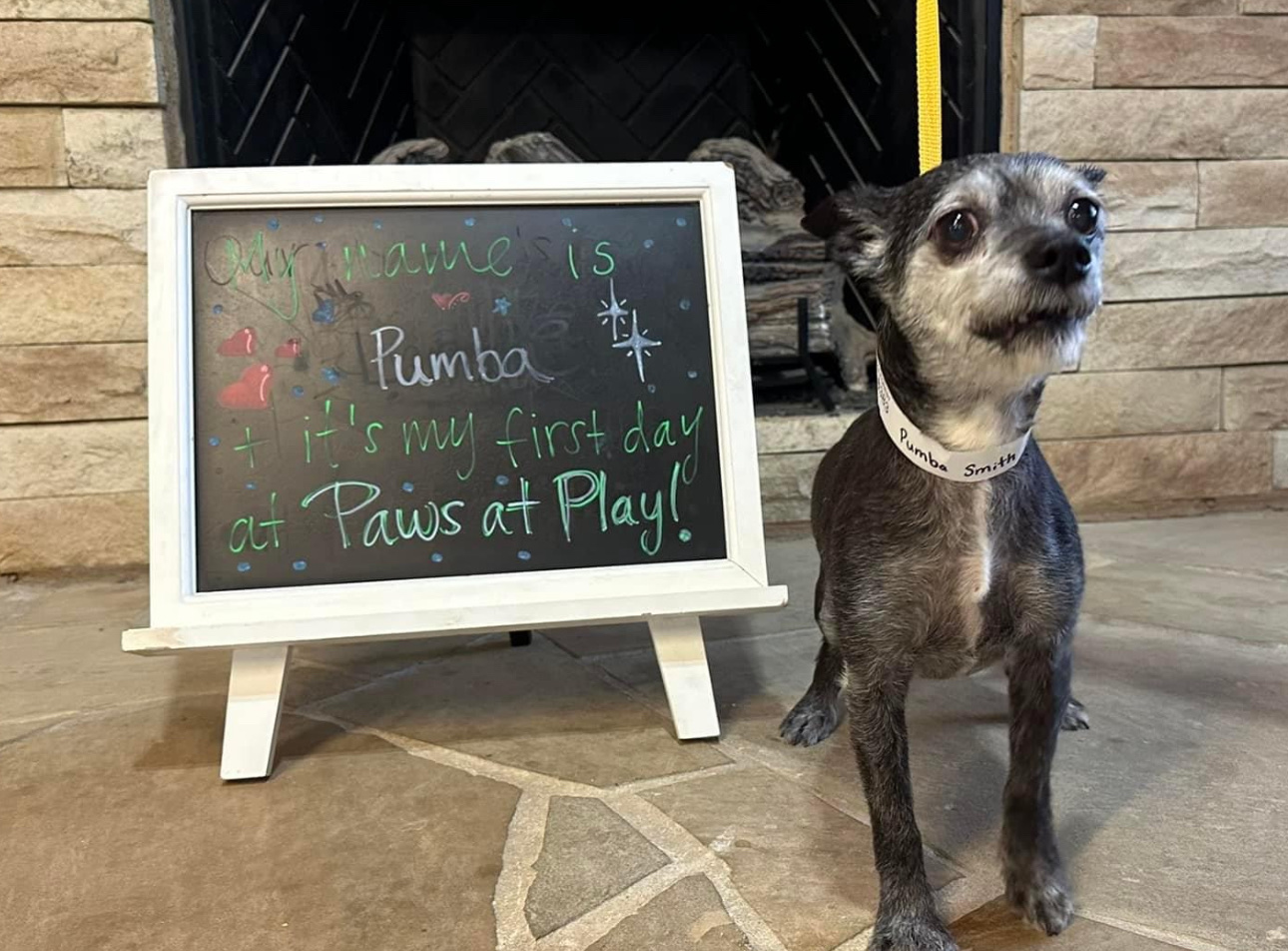 Paws At Play Wake Forest