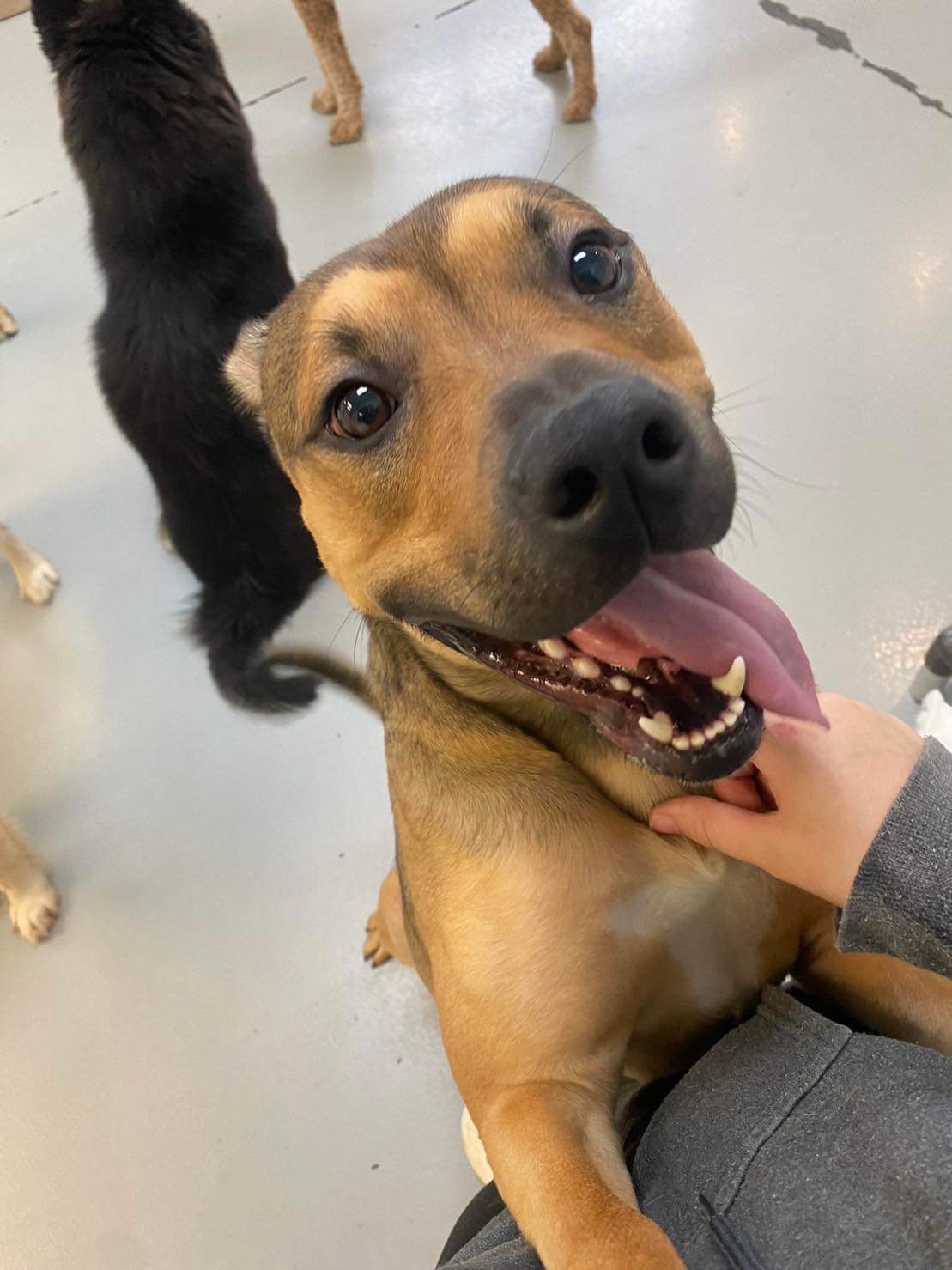 Audrey's Barkyard Wake Forest